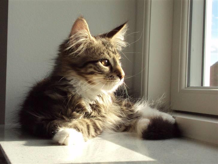Maine Coon Kadu billede 3