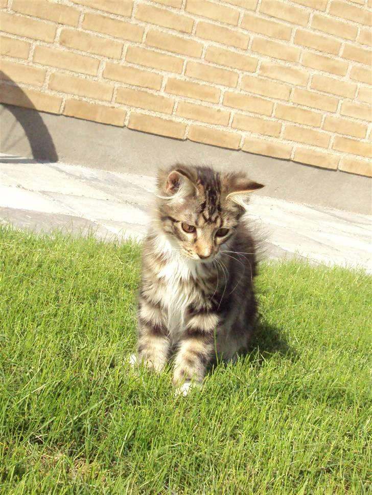 Maine Coon Kadu billede 4