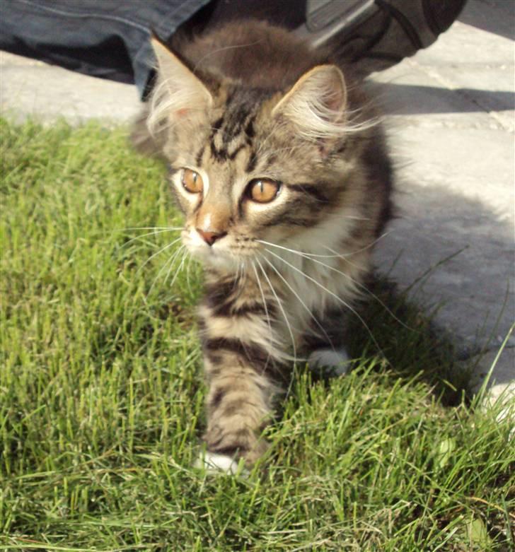 Maine Coon Kadu billede 5