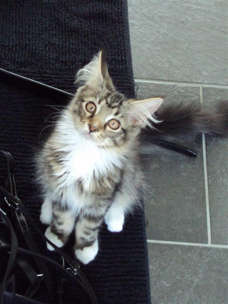 Maine Coon Kadu billede 6