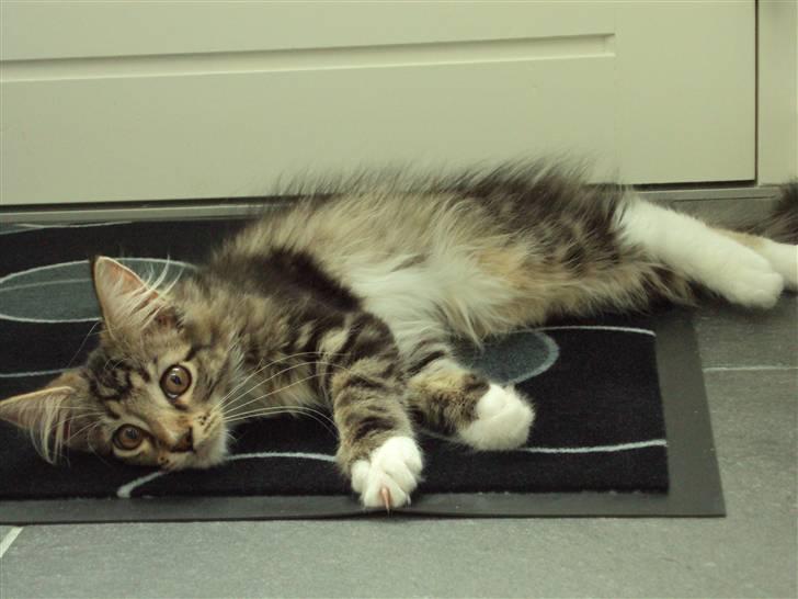 Maine Coon Kadu billede 7