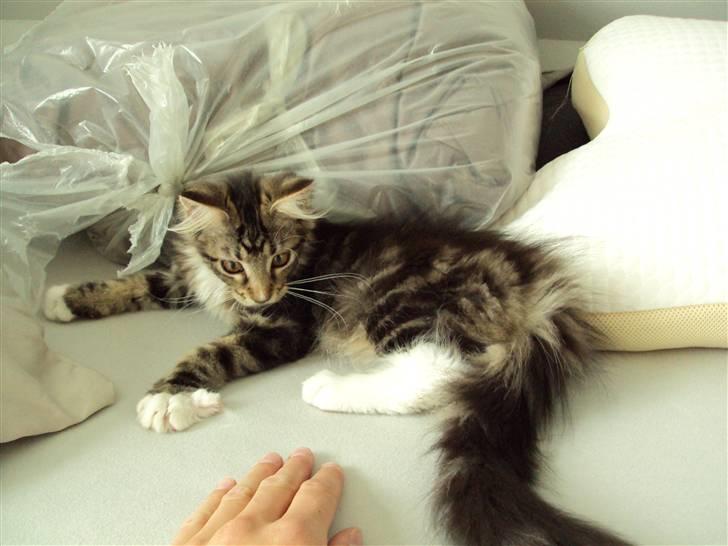 Maine Coon Kadu billede 8