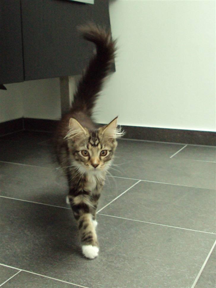 Maine Coon Kadu billede 9