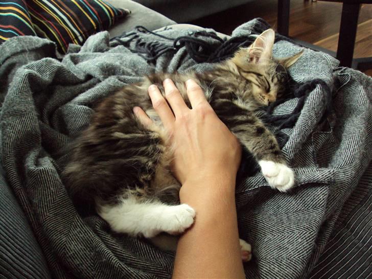 Maine Coon Kadu billede 10