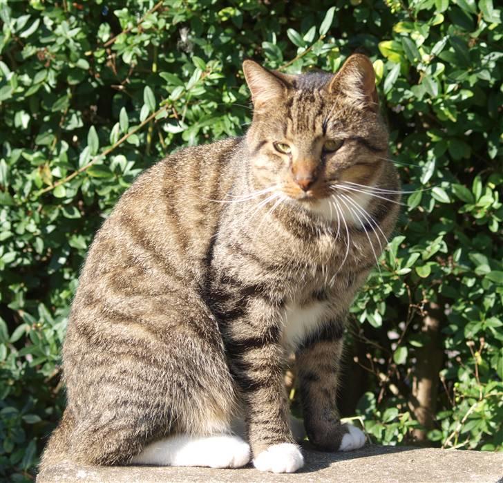 Blanding af racer Casanunda *Forsvundet* billede 16