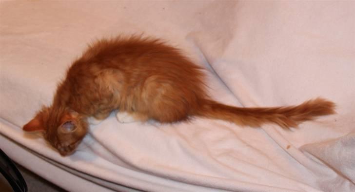 Maine Coon Maia *Sov sødt kejserinde billede 5