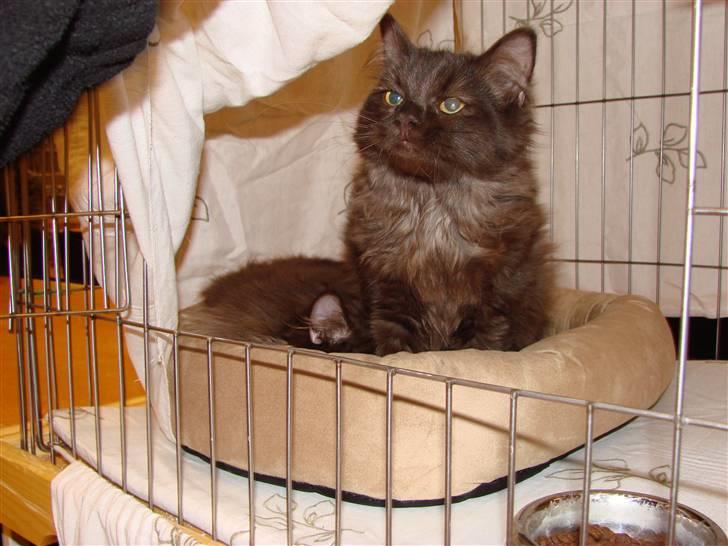 Blanding af racer Nougat - Til TICA-udstilling i Strib, marts 2010 billede 13