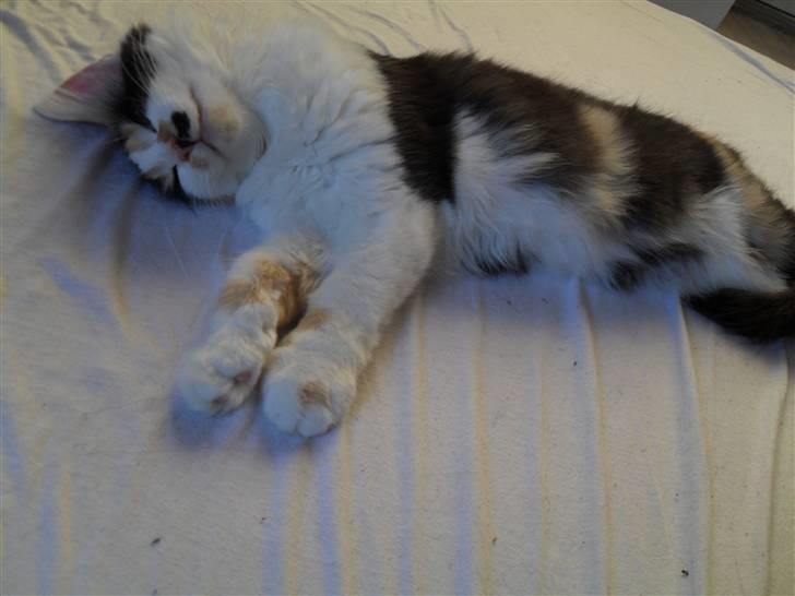 Norsk Skovkat Na'Zyia´s Marilyn Monroe billede 10