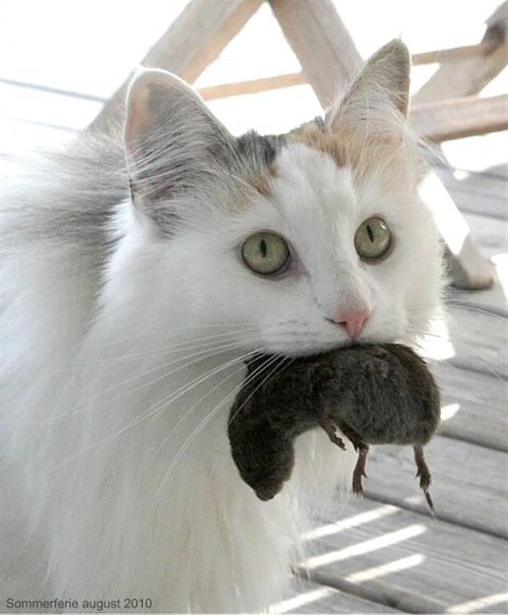 Norsk Skovkat Abi billede 20