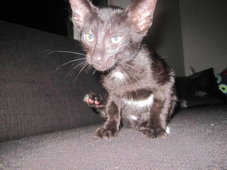 Huskat Blop - Væltede lige vandkanden ned over sig :( rimelig utilfreds. hehe.. billede 9