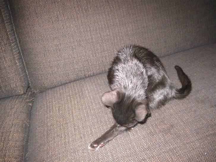 Huskat Blop - Blop blev helt våd. hehe.. Det er dumt sådan at vælte vandkander :) billede 10