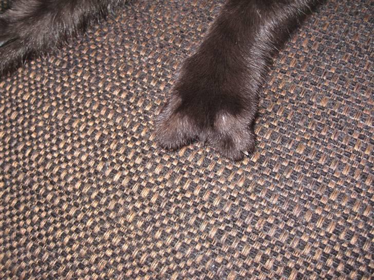 Huskat Blop - Blops lidt sjove pote.. billede 11