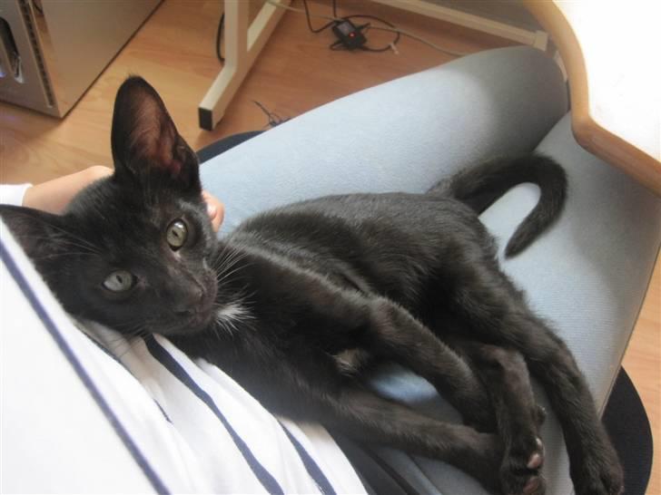 Huskat Blop billede 13