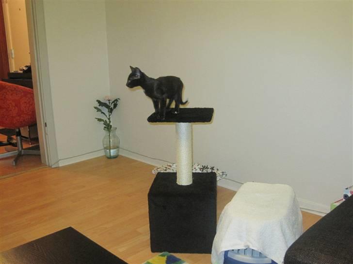 Huskat Blop billede 14