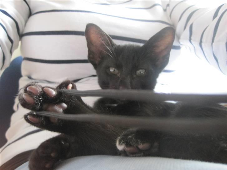 Huskat Blop - Snoren til kameraet er bare for sjov :) billede 16