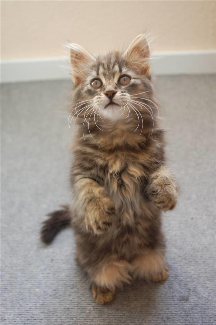 Huskat Fluffy billede 1