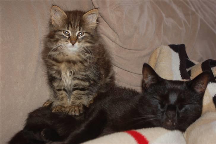 Huskat Fluffy - Sidder og hygger på onkel Sorte mis :) billede 2