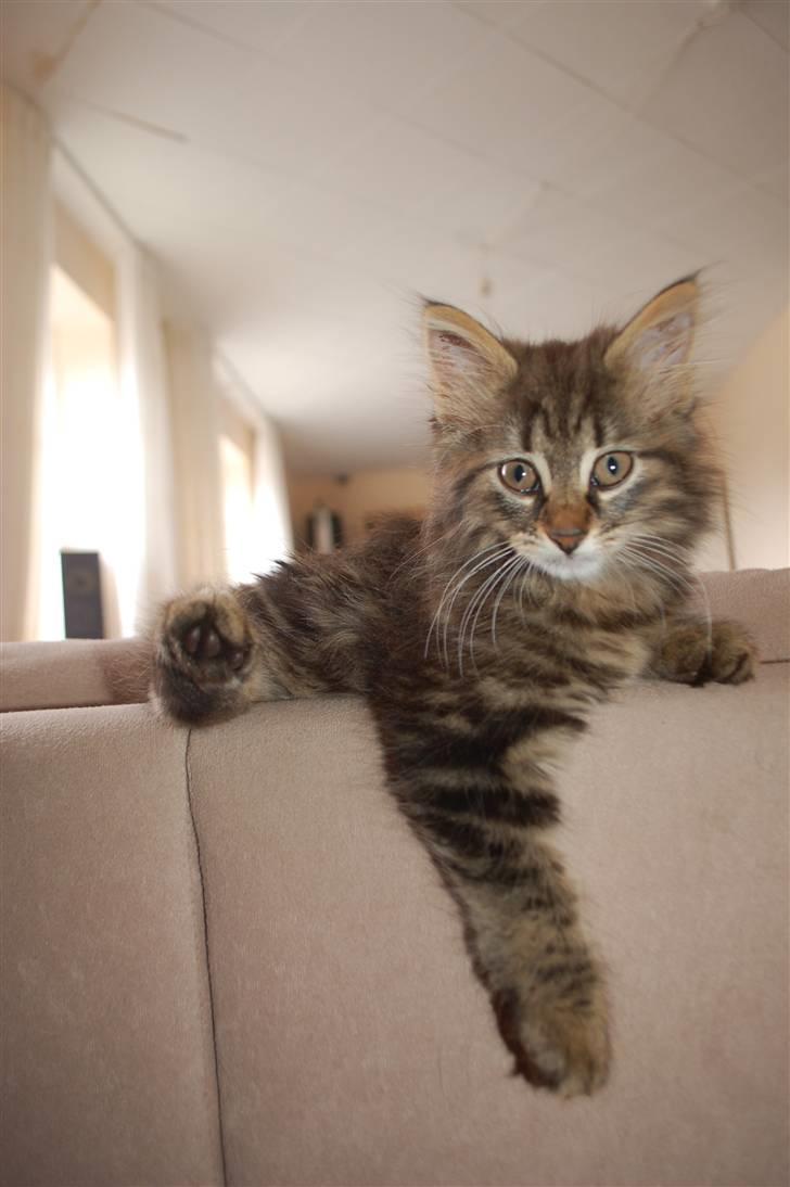 Huskat Fluffy billede 3