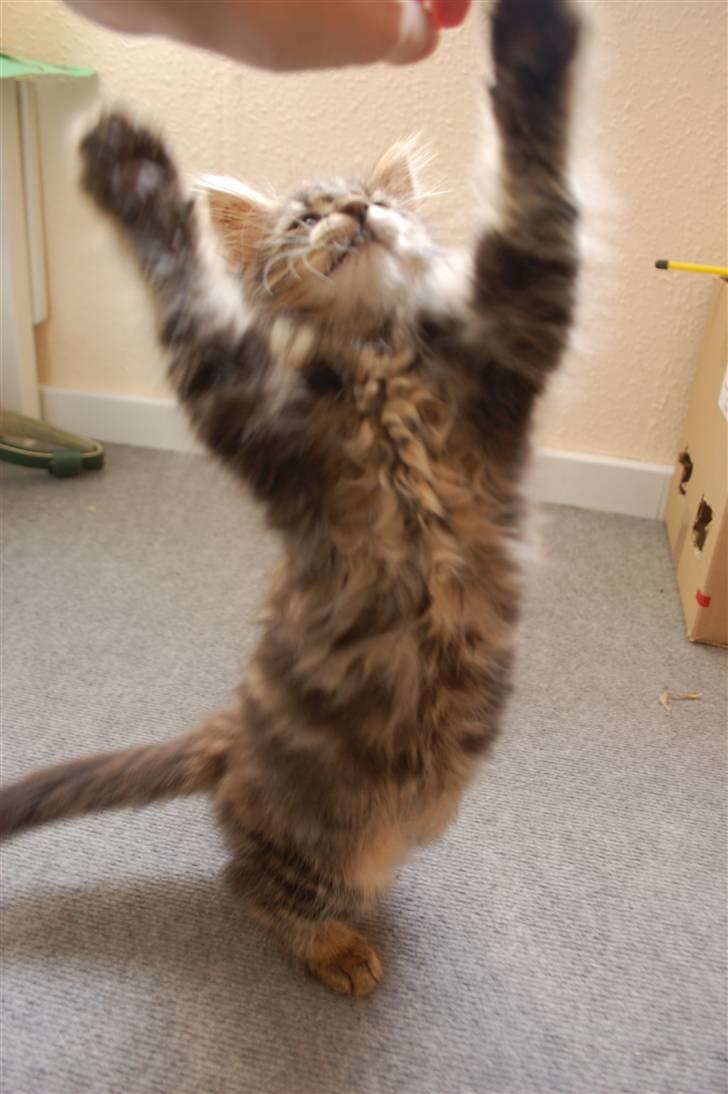 Huskat Fluffy - Jeg har den!! billede 4