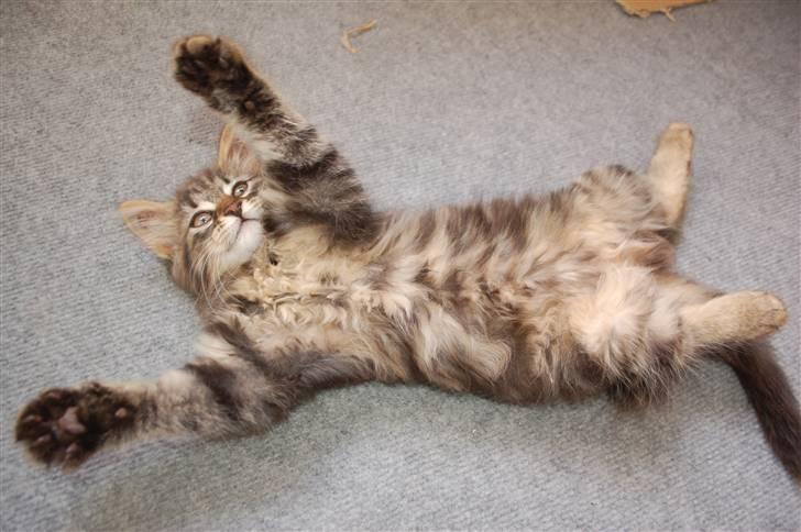 Huskat Fluffy billede 5