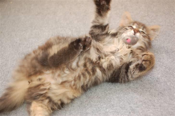 Huskat Fluffy billede 6