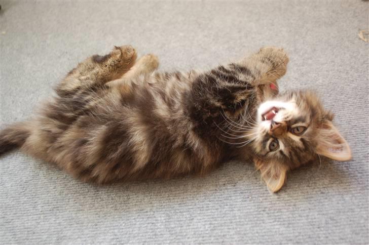 Huskat Fluffy billede 7