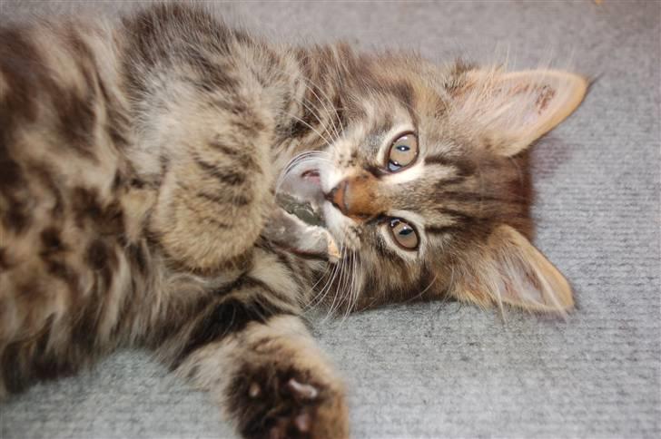 Huskat Fluffy billede 8