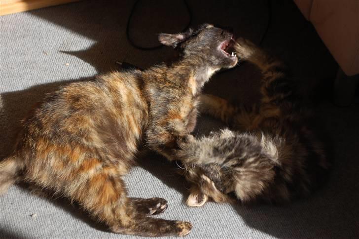 Huskat Fluffy - Leger med mor, mini bølle.. billede 9