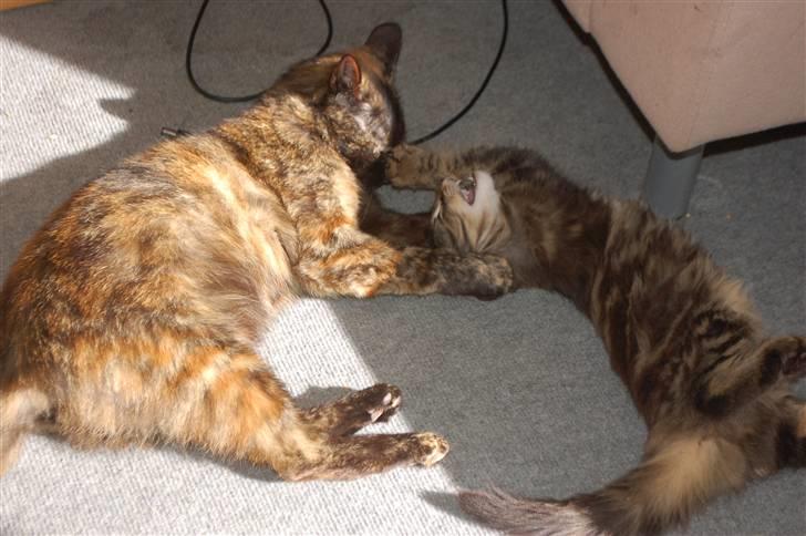 Huskat Fluffy - Leger med mor, mini bølle.. billede 10