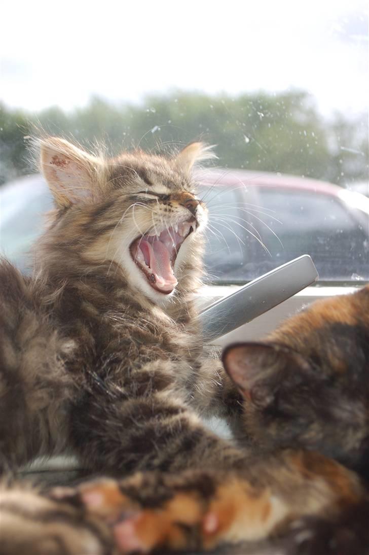 Huskat Fluffy billede 11