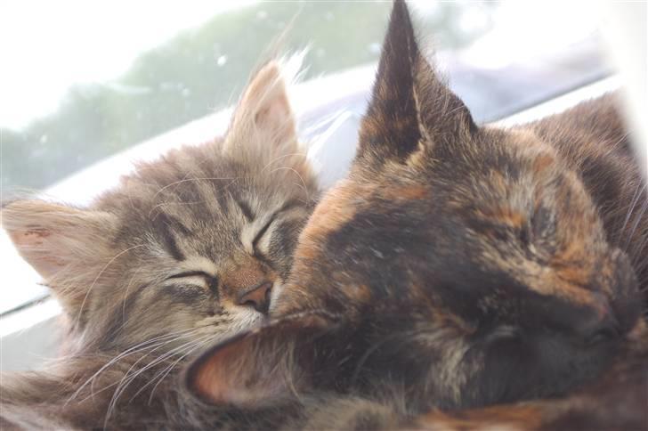 Huskat Fluffy billede 12