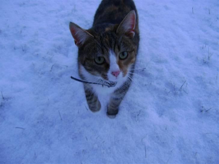 Huskat Stella billede 18