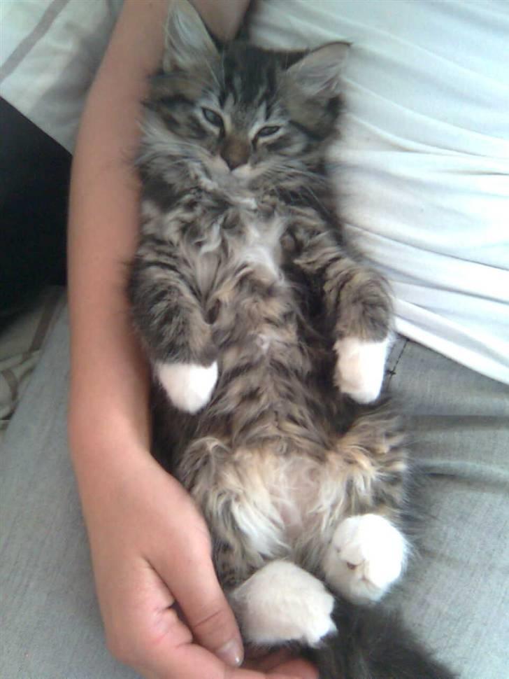 Norsk Skovkat Gizmo - "Jeg bliver helt skeløjet når jeg er lige ved at faldt i søvn" :b billede 1