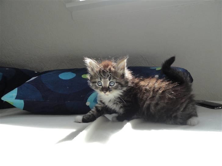 Norsk Skovkat Gizmo billede 3