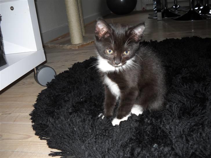 Blanding af racer Zimba billede 1