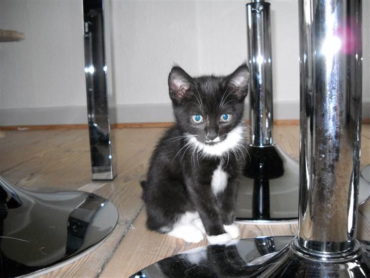 Blanding af racer Zimba billede 2