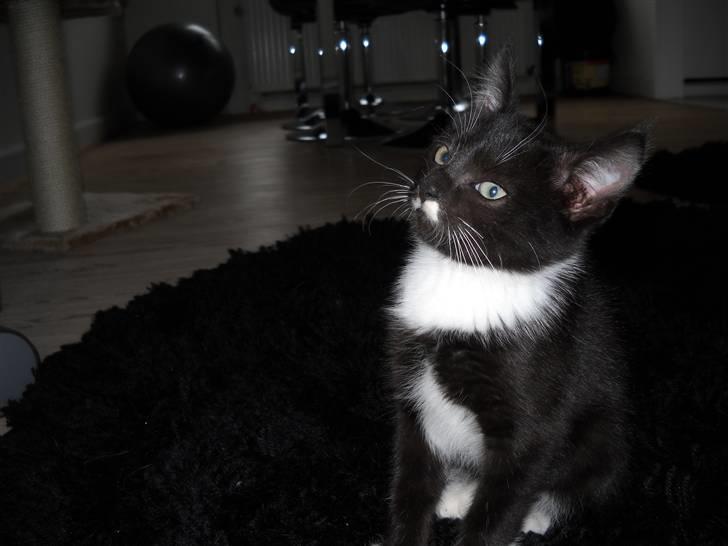 Blanding af racer Zimba billede 3