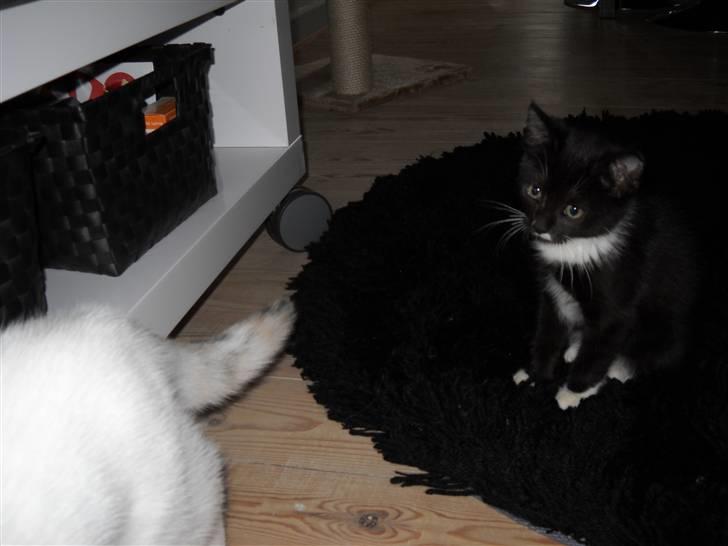 Blanding af racer Zimba billede 4