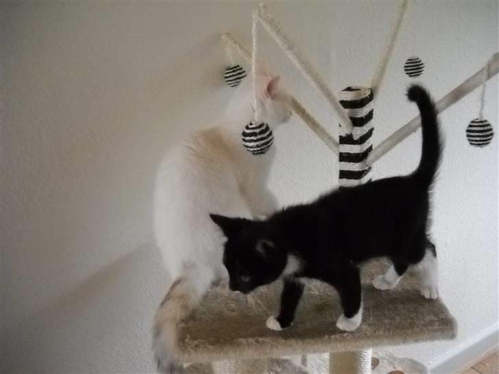 Blanding af racer Zimba billede 5