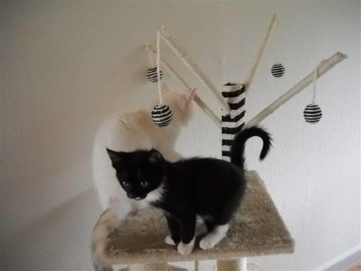 Blanding af racer Zimba billede 6