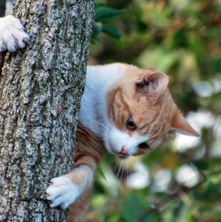 Huskat Fister Løgsovs billede 1