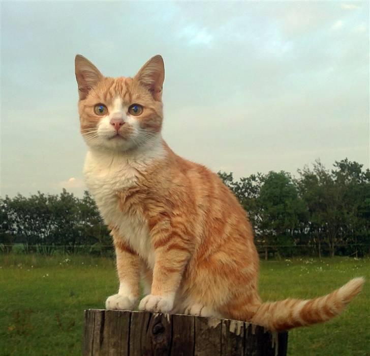 Huskat Fister Løgsovs billede 2