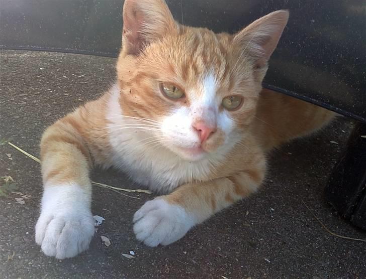 Huskat Fister Løgsovs billede 3