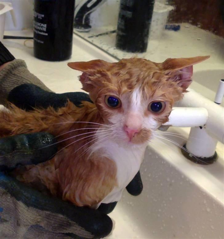 Huskat Fister Løgsovs - Ja hva gør man når katten har fået fisk og den lugter ;-) billede 4