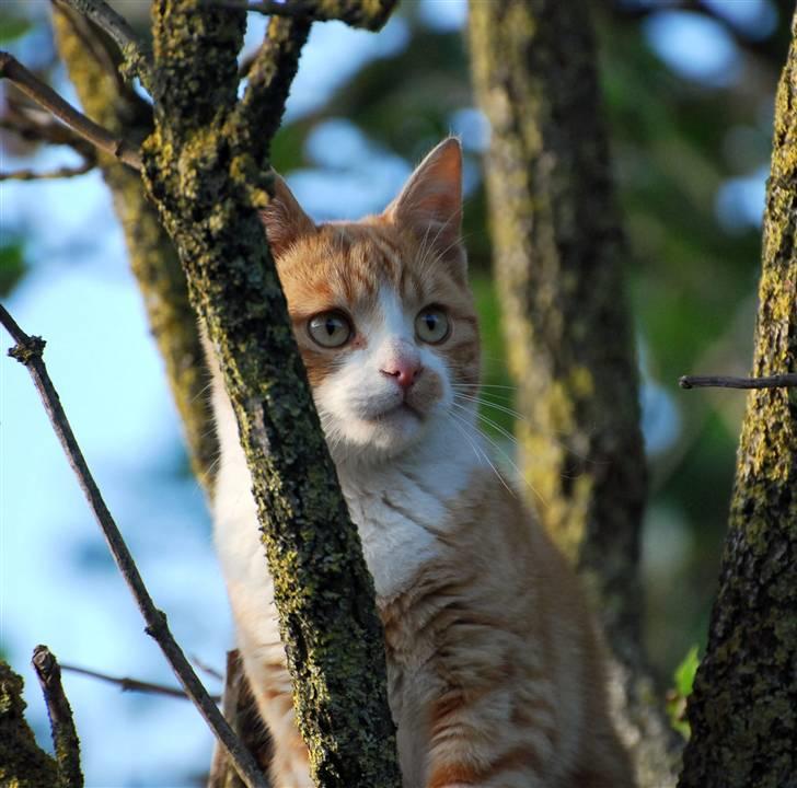 Huskat Fister Løgsovs billede 5