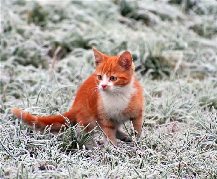 Huskat Fister Løgsovs billede 6