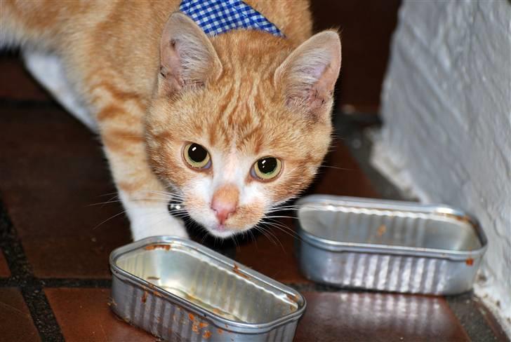 Huskat Fister Løgsovs billede 7