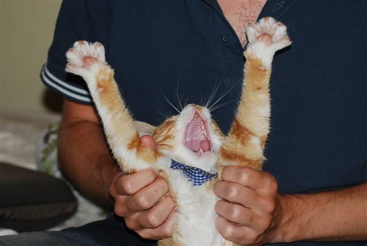 Huskat Fister Løgsovs billede 8