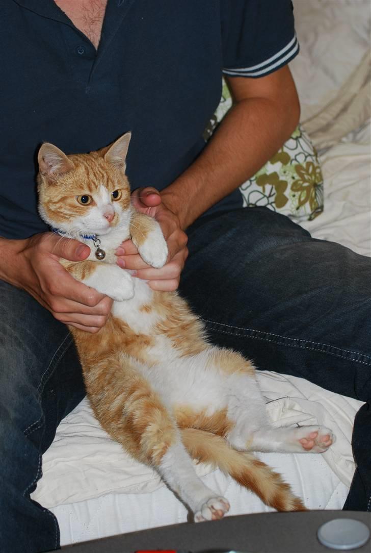 Huskat Fister Løgsovs billede 9