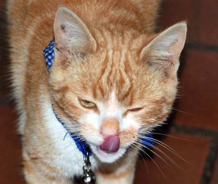 Huskat Fister Løgsovs billede 10